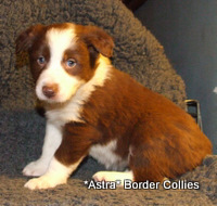 red and white border collie puppy 